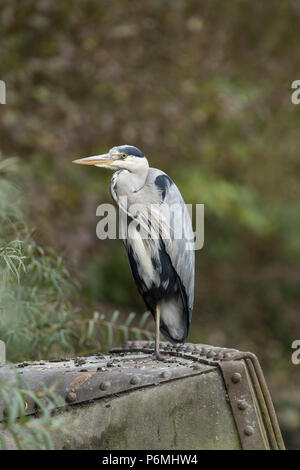Grey Heron; Ardea cinerea London; UK Stock Photo