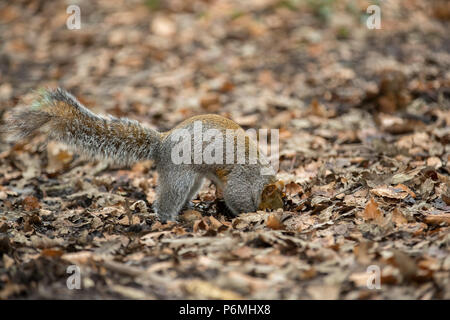 Grey Squirrel; Sciurus carolinensis Single Burrying Nuts Cornwall; UK Stock Photo