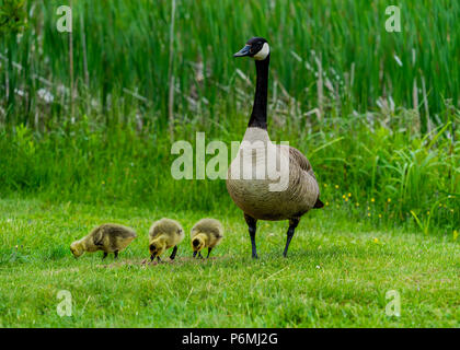 Canada goose and goslings. Stock Photo