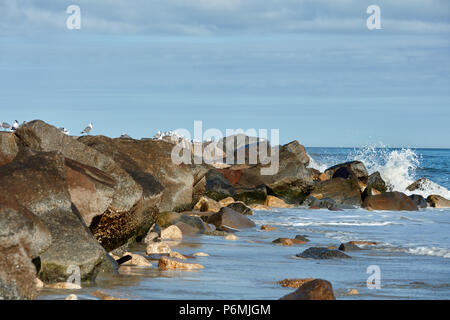 Seabirds lined up on a breakwall with a wave breaking over the rocks Stock Photo