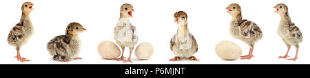 Set cute fluffy chickens turkey isolated on white background Stock Photo
