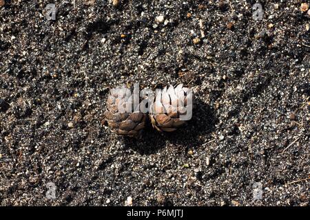 Two small cones of spruce wood are fastened together on a wet ground, in a park. There is a lot of spruce trees growing in the park and bumps can be f Stock Photo