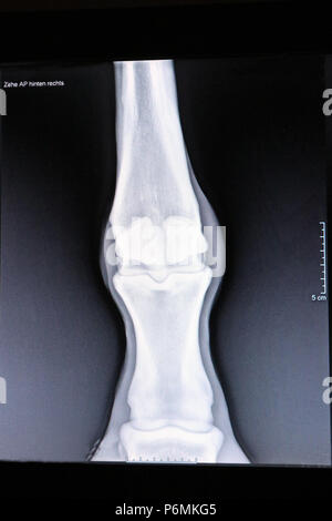 Melbeck, Roentgen picture of a fetlock joint Stock Photo