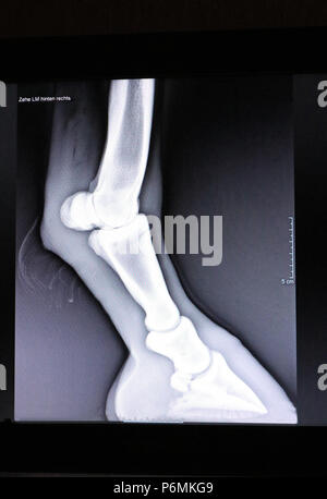 Melbeck, Roentgen picture of hoof joint and fetlock joint Stock Photo