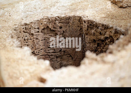 Hoppegarten, Germany - tree trunk with woodworm infestation Stock Photo