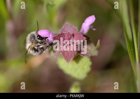 Hoppegarten, Germany - Wild bee collects nectar from a purple flower Stock Photo