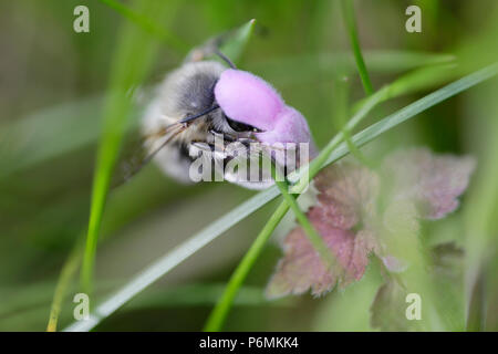 Hoppegarten, Germany - Wild bee collects nectar from a purple flower Stock Photo