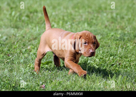 Neuenhagen, Germany, Magyar Vizsla Dog puppy Stock Photo