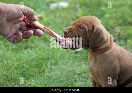 Neuenhagen, Germany, Magyar Vizsla dog puppy nibbles on a bone Stock Photo