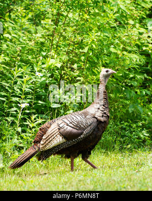 Alert wild eastern turkey hen (Meleagris gallopavo) standing in a field on the edge of the Adirondack Mountains, NY USA wilderness.. Stock Photo