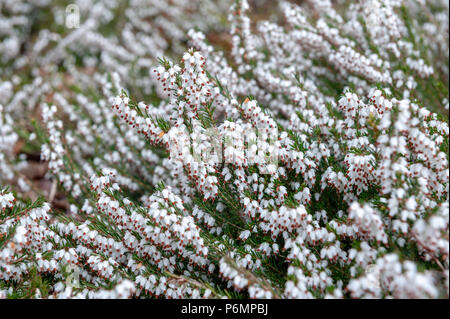 Erica carnea, flowering plant aka Springwood White, Winter Heath, Snow Heath, and Heather, with abundant small, urn-shaped, silvery white flowers Stock Photo