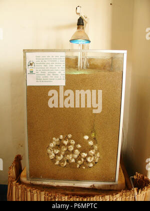 Turtle eggs, terráreo, fertilization, Protective Base, Sea Turtles ...