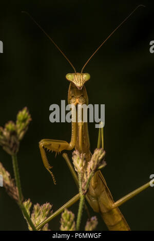 The Chinese mantis (Tenodera sinensis) is an introduced species in the USA, it is commonly used as a natural form of pest control.