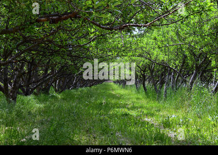 Spring Apple fruit trees orchard. Row of apple trees with green grass and dandelions in Utah, USA. Stock Photo