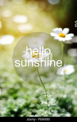 Greeting quote - Hello sunshine. Flower background. Stock Photo