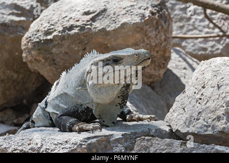 black spiny iguana, black iguana or black ctenosaur in the ruins of the former mayan city uxmal, mexico Stock Photo