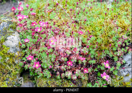 Saxifrage Mossy Pink with cup-shaped bright and soft-pink blossom flowers growing on wet mossy stones in a rock garden during spring Stock Photo