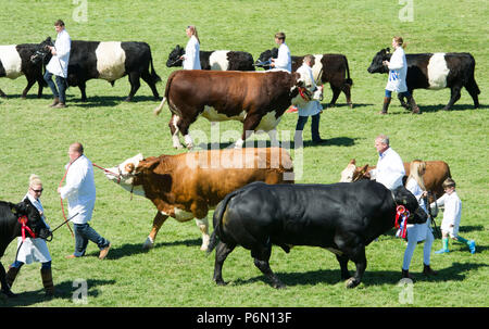 Royal Highland Show, Ingliston: The grand parade of cattle in the main show ring. Stock Photo