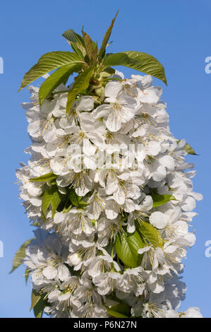 Flowers on a cherry tree tree (variety: Lapins, aka Cherokee), in an organic orchard in Bristol. Stock Photo