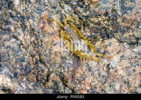 Common sea slater / sea roach (Ligia oceanica), littoral woodlouse and one of the largest oniscid isopods on stone along rock pool on beach Stock Photo