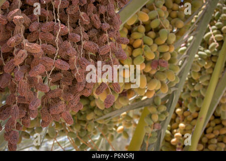 Unripe dates become dry due to hot weather in Abu Dhabi UAE Stock Photo