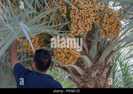 Close up of unripe dates, red and maroon color can be found on the roads of Abu Dhabi, UAE. Stock Photo