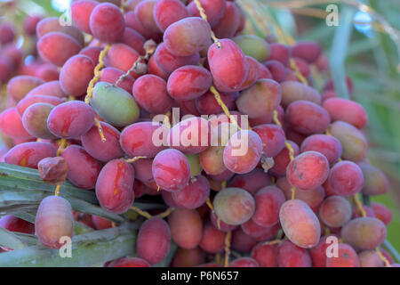 Close up of unripe dates, red and maroon color can be found on the roads of Abu Dhabi, UAE. Stock Photo