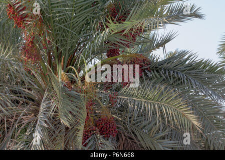 Unripe dates in red color with daes tree in Abu Dhabi, UAE Stock Photo