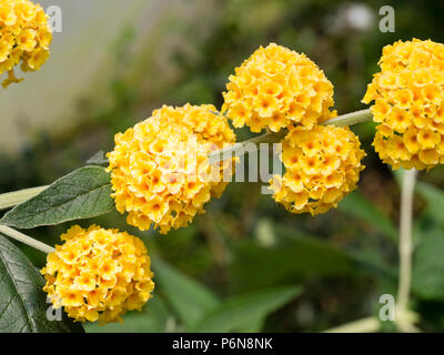 Tightly clustered balls of golden flowers of the hardy, insect attracting shrub, Buddleja globosa Stock Photo