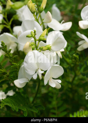 White pea flowers of the tender Australian perennial Darling pea, Swainsona galegifolia 'Alba' Stock Photo