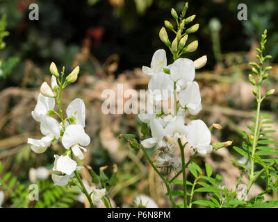 White pea flowers of the tender Australian perennial Darling pea, Swainsona galegifolia 'Alba' Stock Photo