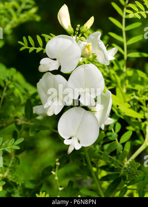 White pea flowers of the tender Australian perennial Darling pea, Swainsona galegifolia 'Alba' Stock Photo