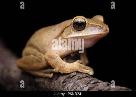Brown tree frog Polypedates megacephalus Stock Photo