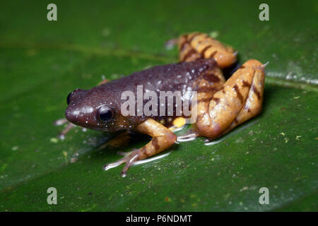 Saffron bellied frog Chaperina fusca Stock Photo