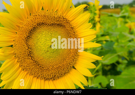 Close-up of sun flower against a blue sky Stock Photo
