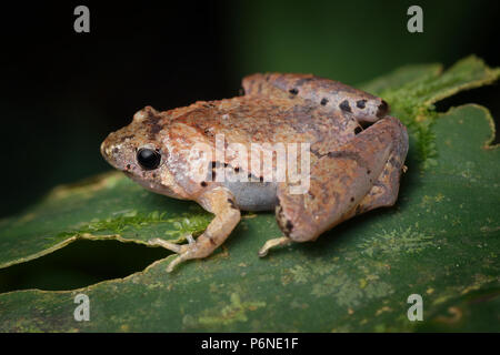 Borneo narrow-mouth frog Microhyla borneensis Stock Photo