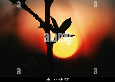 various objects of the summer season in the best of this wonderful period Stock Photo