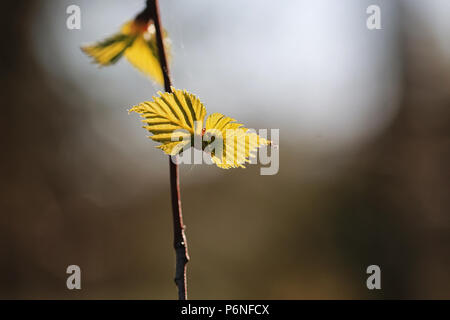 various objects of the summer season in the best of this wonderful period Stock Photo
