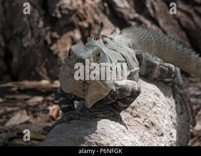 black spiny iguana, black iguana or black ctenosaur in the ruins of the former mayan city uxmal, mexico Stock Photo