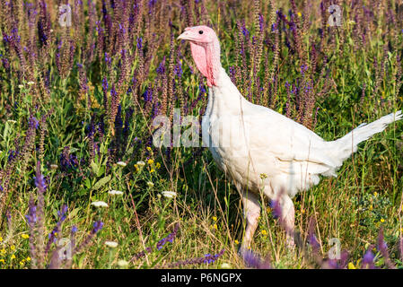 Small white turkey walks on grass Stock Photo
