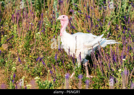 Small white turkey walks on grass Stock Photo