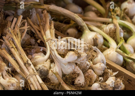 fresh wet garlic, the garkic farm, newchurch, isle of wight, england, uk. Stock Photo