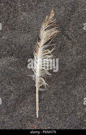 a feather on a sandy beach. Stock Photo