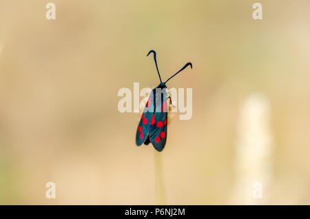 Close-up/ macro of a six spot burnet (Zygaena filipendulae) - a day flying moth during July in Southern England, UK Stock Photo