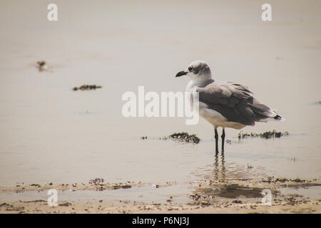 Seagull standing in the water on the beach. Stock Photo