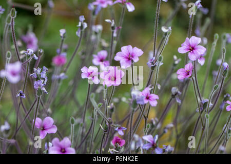 Madeira cranesbill, Madeiranäva (Geranium maderense) Stock Photo