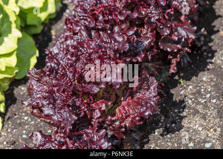 Batavia lettuce (Lactuca sativa var. Batavia), in the vegetable garden ...