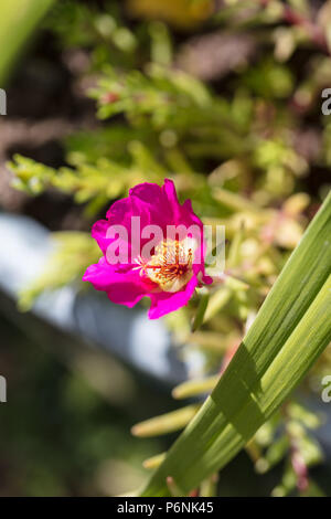 Moss rose, Praktportlak (Portulaca grandiflora) Stock Photo