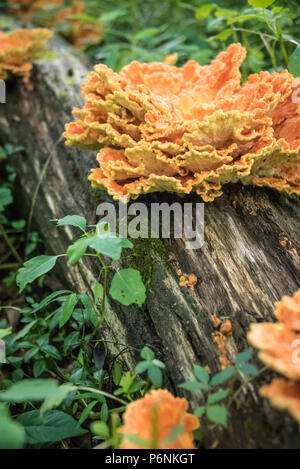 Chicken of the Woods (also known as Chicken Mushroom or Sulpher Shelf) is an edible delicacy in the mushroom family. Stock Photo