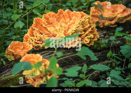 Chicken of the Woods (also known as Chicken Mushroom or Sulpher Shelf) is an edible delicacy in the mushroom family. Stock Photo